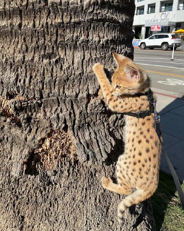 disponibile gattino della savana, caracal, serval
